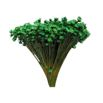 Plante uscate Glixia verde, 50 gr