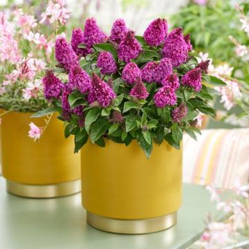 Buddleja Little Rockstars Red la ghiveci de la Florapris Family S.r.l.
