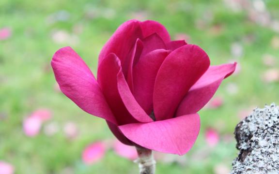 Arbore Magnolia Virginiana Vulcan de la Flor Center Srl