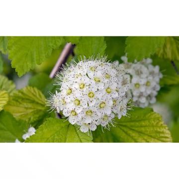Arbust Physocarpus Luteus de 40-50cm la ghiveci 2L