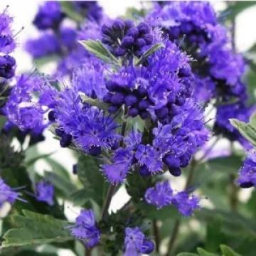 Barba albastra de 50-65cm la ghiveci 3L de la Plante Si Flori Srl