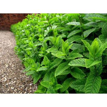 Menta de 15-25cm ghiveci P9 de la Plante Si Flori Srl