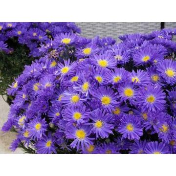 Planta Aster Island Samoa de 10cm la ghiveci 0.7L de la Plante Si Flori Srl