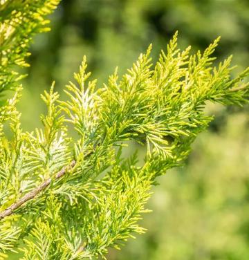 Arbore Chiparos Leyland auriu Gold Rider 20-25cm ghiveci P9 de la Plante Si Flori Srl