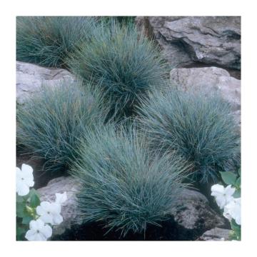 Planta Iarba albastra (Festuca glauca) la ghiveci mare de la Plante Si Flori Srl
