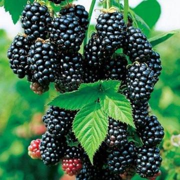 Mur fara spini Rubus Black Satin 30-40cm de la Plante Si Flori Srl