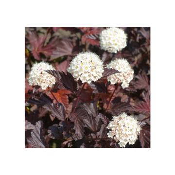 Planta perena Physocarpus opulifolius Red Baron de 15-25cm de la Plante Si Flori Srl
