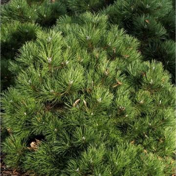 Pin negru ��pinus nigra�� de 35-45cm de la Plante Si Flori Srl