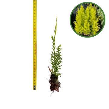 Puiet Chiparos auriu Lawson 10cm de la Plante Si Flori Srl
