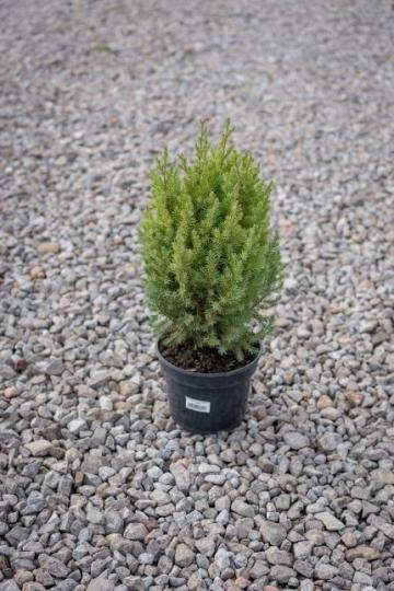 Tuia Spirala de 60-70cm la ghiveci de 2L