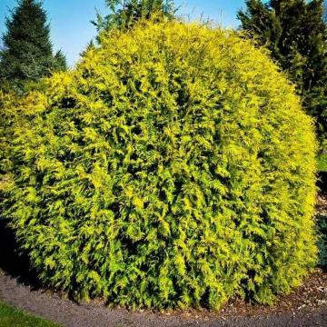 Tuia globulara aurie de 40-50cm la ghiveci 2-3L
