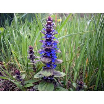 Planta ornamentala Vienerita Ajuga Reptans de la Plante Si Flori Srl