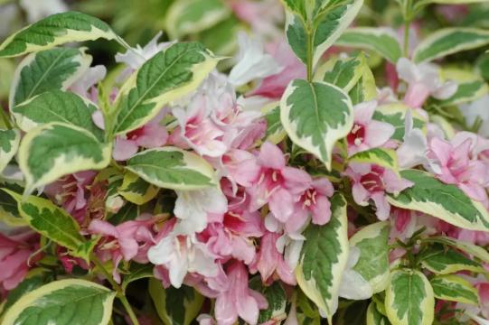 Planta Weigela Nana Variegata de 45-55cm la ghiveci de 2L de la Plante Si Flori Srl