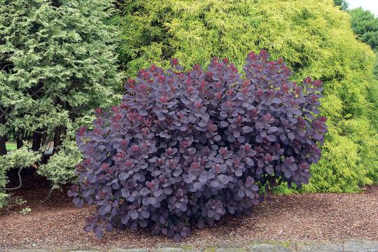 Arbust ornamental Cotinus C. Royal Purple de la Flor Center Srl